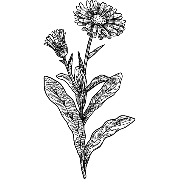 Piperita - calendula