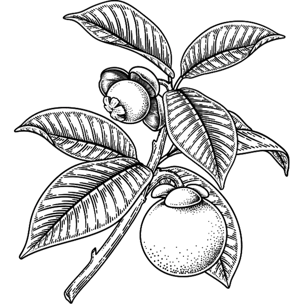 Piperita - cocum