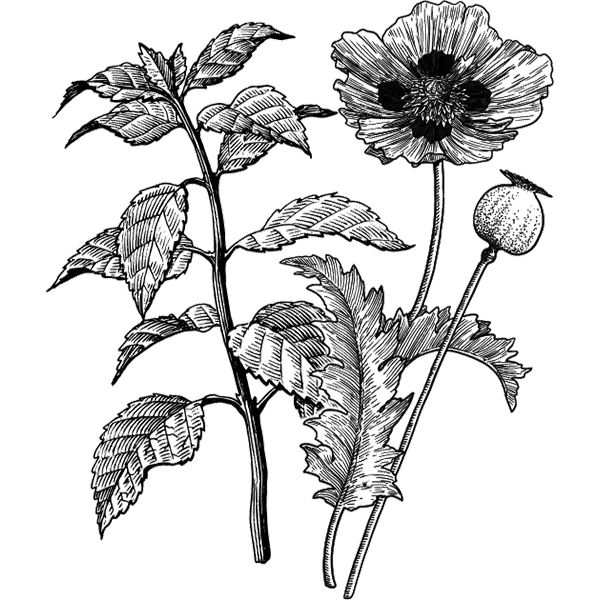Piperita - poppy